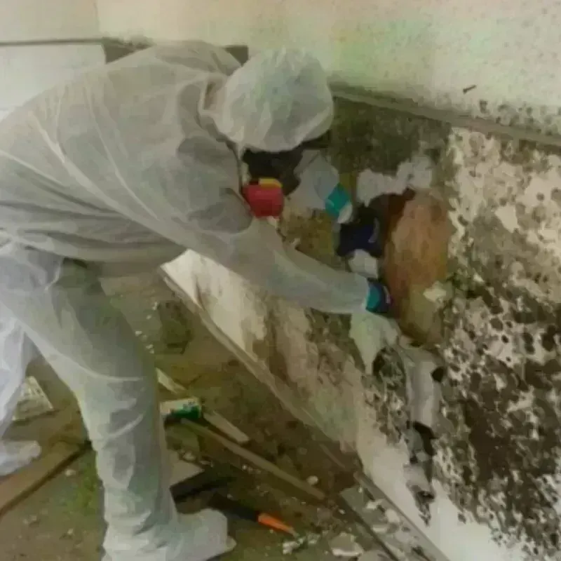 Mold Remediation and Removal in Martin County, NC